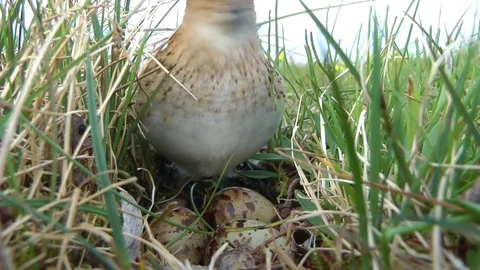 Calidris minuta 库存影片 75270354