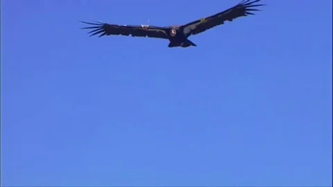 A Calif Condor soars and turns in the air Video stock 79900953