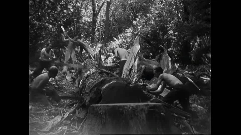 CALIFORNIA - 1935 - Men cut down cedar trees and state parks. They build fences Video stock 328186269