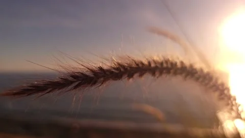 California 4K Beach grass Stock Footage 208093563