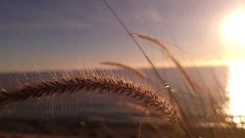 California 4K beach grass Vídeos de archivo 208093568