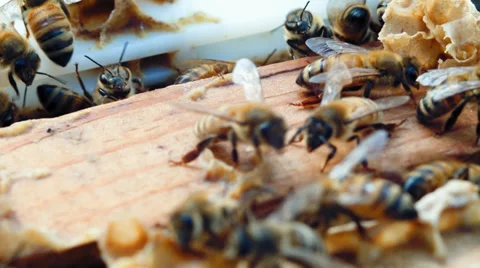 California bees Stock Footage 38375284