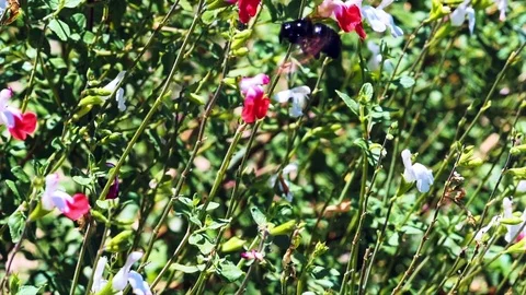 California Black Bumble Bee Stock Footage 77008659