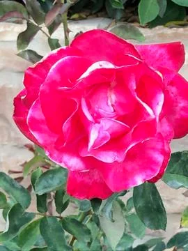 California Blooming Rose .... Stock Photos