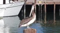 California Brown Pelican HD Footage