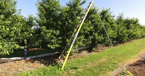 California Cherry Orchard Stock Footage 95010737