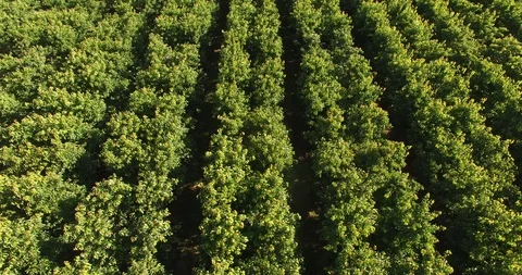California Cherry Orchard Stock Footage 95010945