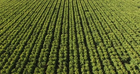 California Cherry Orchard Stock Footage 95010972