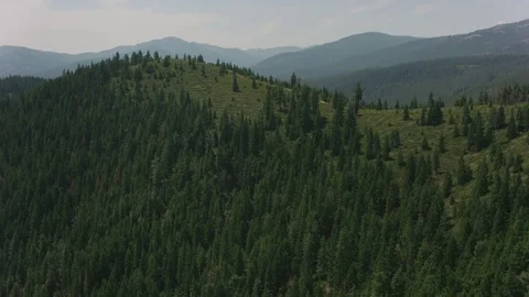 California circa-2017, Aerial of forest in Northern California.  Shot with Stock Footage