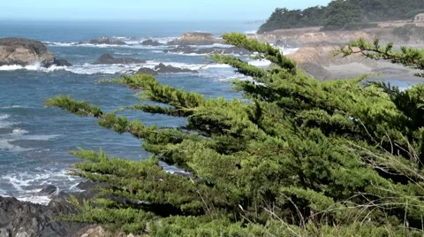 California coast with pines Stock Footage 42671353