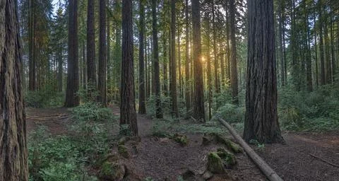 California Coast Redwood Trees Redwood Park Stock Photos