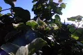 California Coasts Big Sur McWay Fall HS 08 Leaves and Ocean Footage