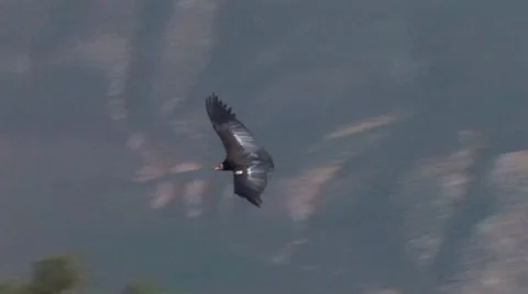 California Condor 2 Stock Footage 8550390