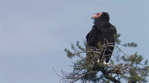 California Condor 3 Stock Footage 8550373