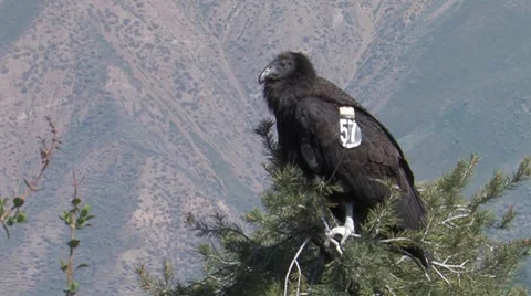 California Condor 4 Video stock 8550358