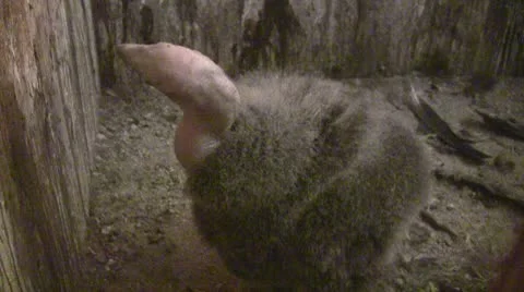 California Condor chick inside artificial nest box, part 2 動画素材 9372020