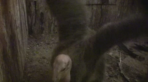 California Condor chick inside artificial nest box 動画素材 9373358
