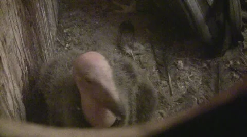 California Condor chick interacts with parent inside nestbox 動画素材 9375558