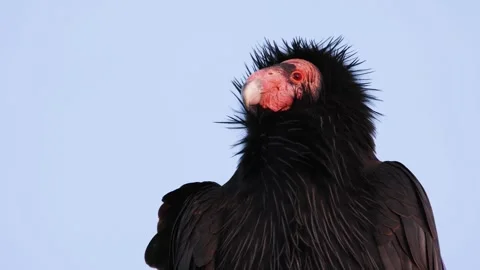 California Condor close up, ruff up Vidéo 317587098