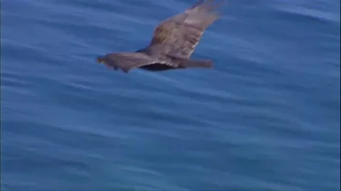 A California Condor in flight Video stock 79901033