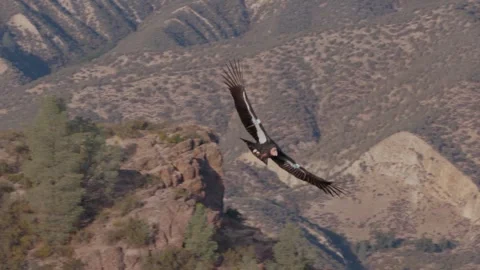 California Condor in flight Vidéo 317587097