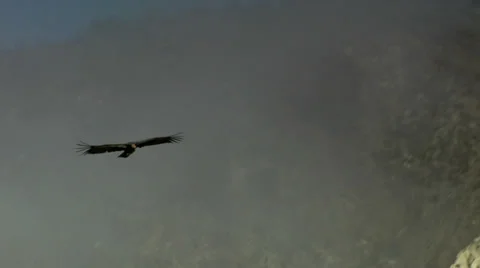 California Condor Stock Footage 36571943