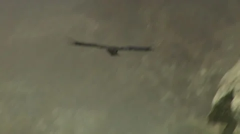California Condor Stock Footage 36572041