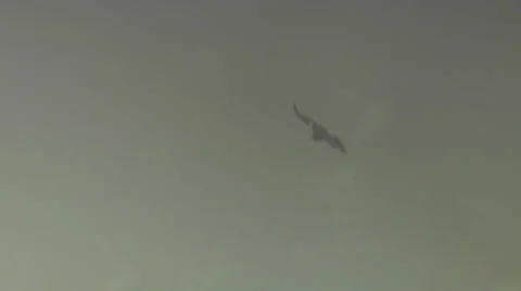 California Condor Stock Footage 36572047