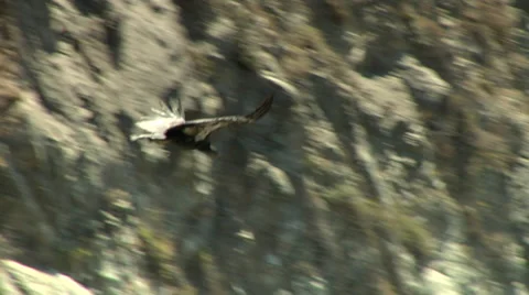 California Condor Stock Footage 36572117