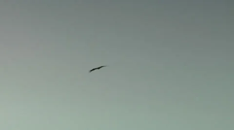 California Condor Stock Footage 36572149