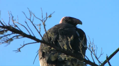 California Condor Stock-Footage 37586099