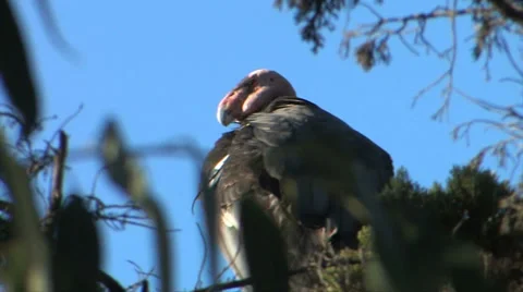 California condor 스톡 동영상 37586539