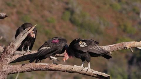 California Condor mating display Vidéo 317587102