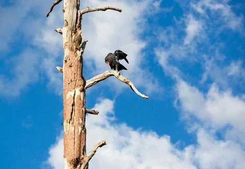 A California Condor perched in a dead tree near the Grand Canyon North Rim Stock-Fotos