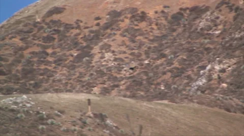 California Condor Soaring over Big Sur Mountains 스톡 동영상 37586643