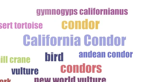 California Condor Tag Cloud Animated On White Background Stock Footage 103095503