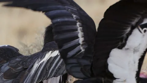 California Condors Stock Footage 175336831
