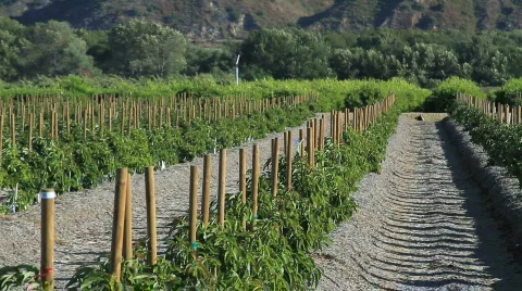 California crops 库存影片 792763
