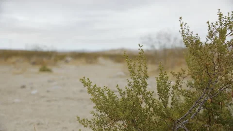 California Desert Stock Footage 167042935