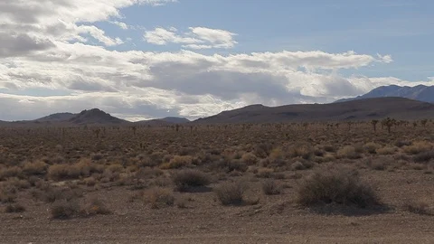 California desert zoom with Joshua Tree Stock Footage