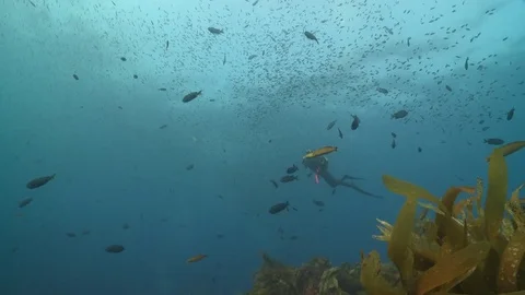 California Diving Video stock 79297615