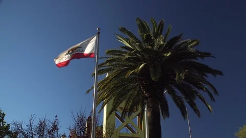 California Flag And Palm Tree 库存影片 86489853