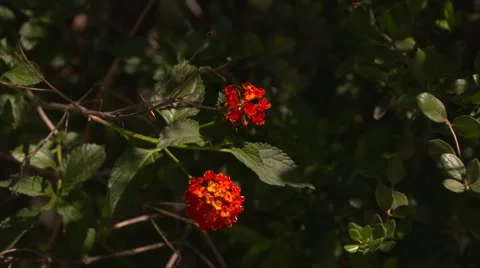 California Flowers Video stock 48823778