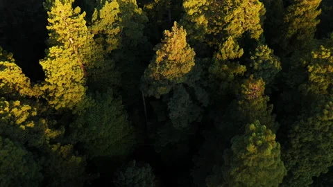 California Forest Stockbeeldmateriaal 163233525