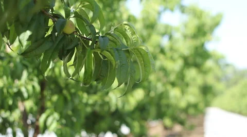 California Fruit Trees Stock Footage 52281606