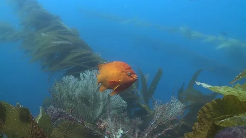 California Garibaldi Video stock 79297633