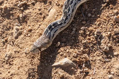 California Gopher Snake Close Up Stock Photos