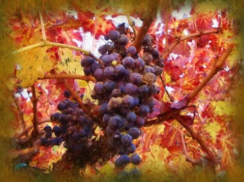 California Grapes Stock Illustration