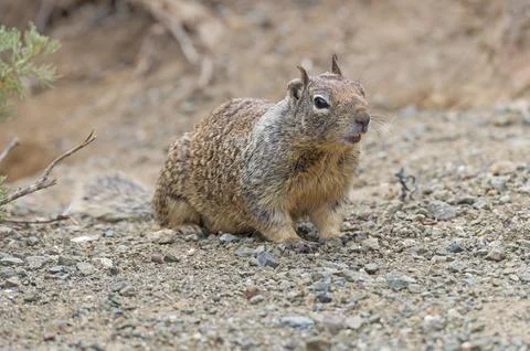 California Ground Squirrel Checking Out Its Surroundings Stockfoto's