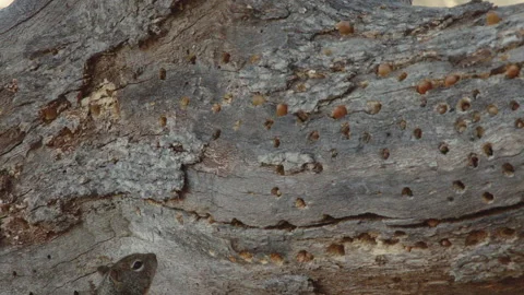 California ground squirrel climbing up tree Video stock 139055545